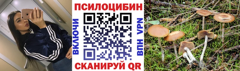 Псилоцибиновые грибы Psilocybine cubensis  OMG вход  Медногорск 